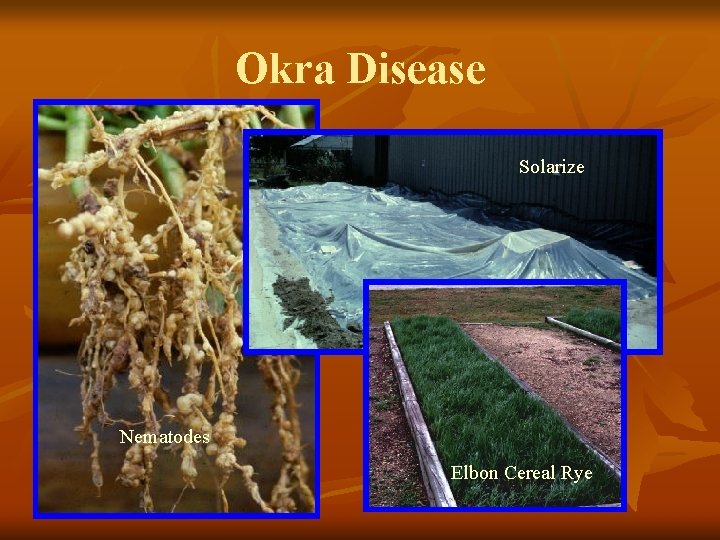 Okra Disease Solarize Nematodes Elbon Cereal Rye 