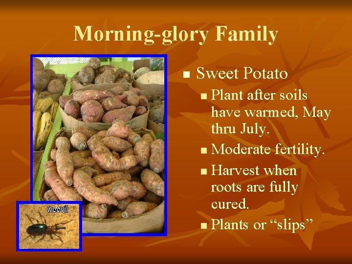 Morning-glory Family n Sweet Potato Plant after soils have warmed, May thru July. n