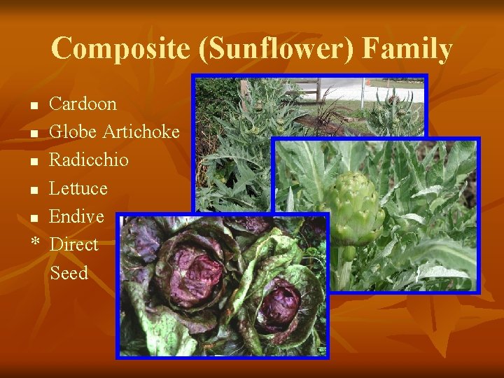 Composite (Sunflower) Family Cardoon n Globe Artichoke n Radicchio n Lettuce n Endive *