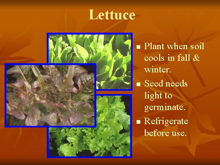 Lettuce n n n Plant when soil cools in fall & winter. Seed needs