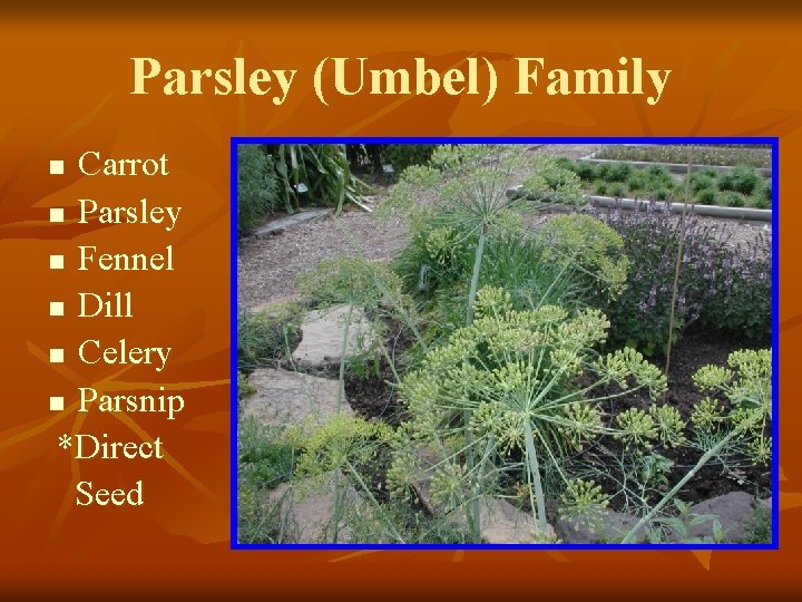 Parsley (Umbel) Family Carrot n Parsley n Fennel n Dill n Celery n Parsnip