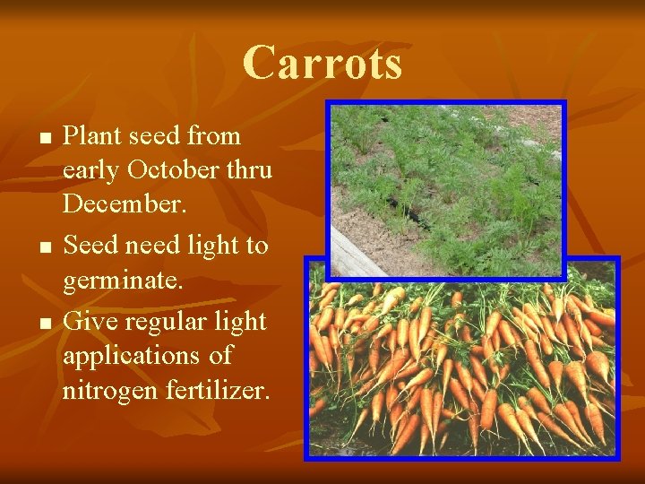 Carrots n n n Plant seed from early October thru December. Seed need light