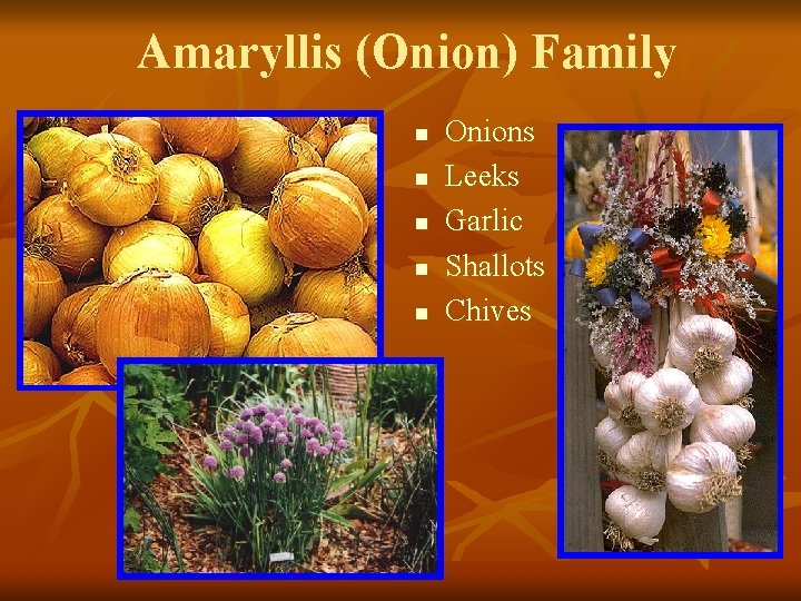 Amaryllis (Onion) Family n n n Onions Leeks Garlic Shallots Chives 