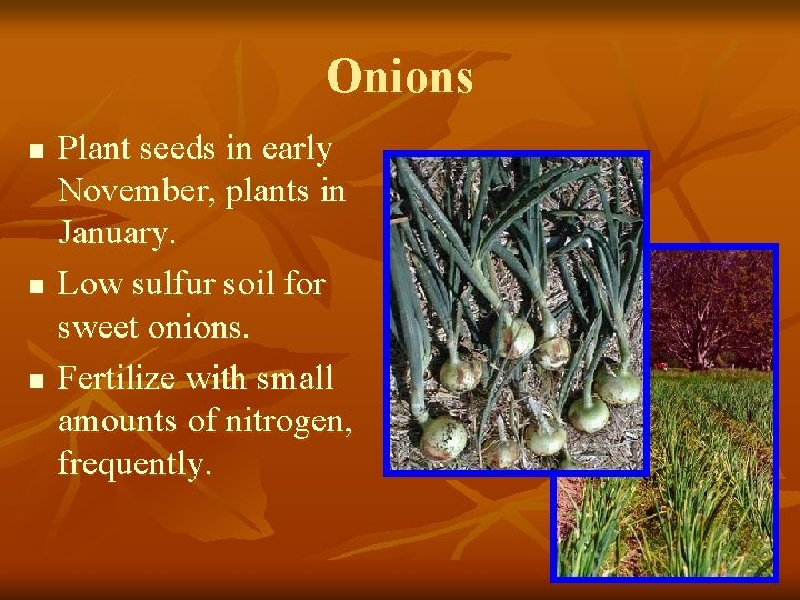 Onions n n n Plant seeds in early November, plants in January. Low sulfur