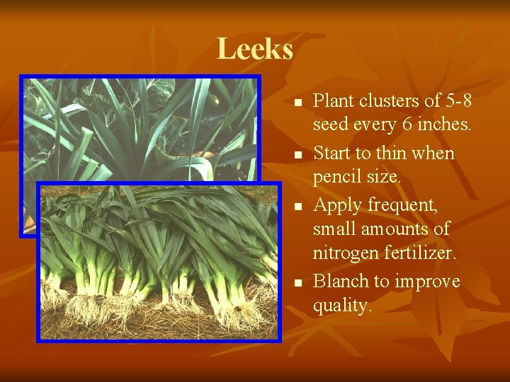 Leeks n n Plant clusters of 5 -8 seed every 6 inches. Start to