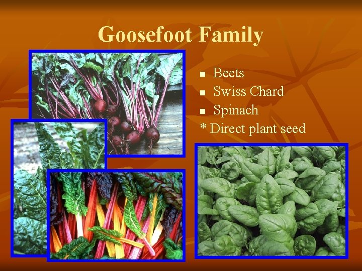 Goosefoot Family Beets n Swiss Chard n Spinach * Direct plant seed n 