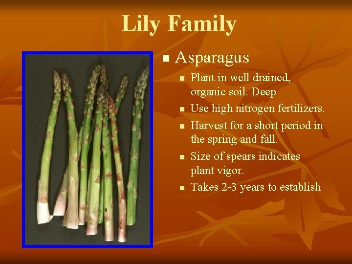 Lily Family n Asparagus n n n Plant in well drained, organic soil. Deep