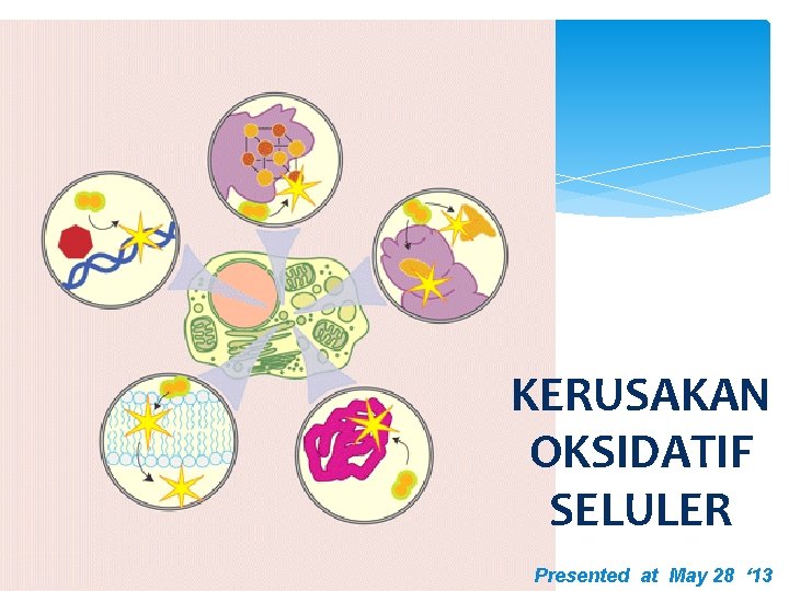 KERUSAKAN OKSIDATIF SELULER Presented at May 28 ‘ 13 