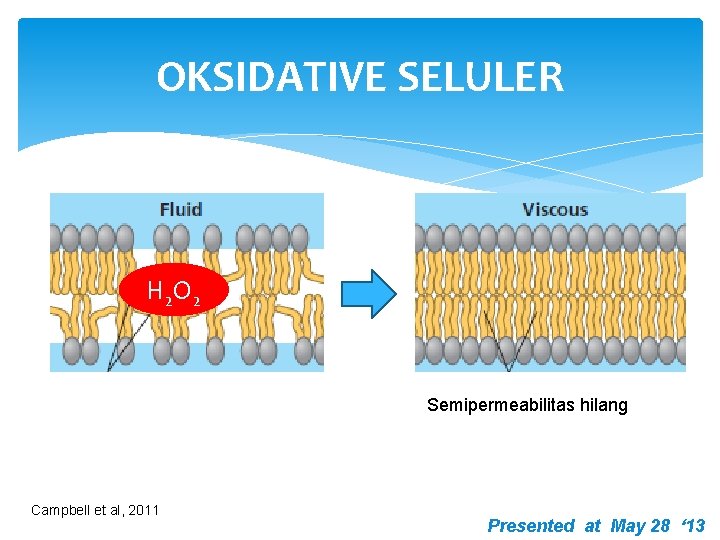 OKSIDATIVE SELULER H 2 O 2 Semipermeabilitas hilang Campbell et al, 2011 Presented at