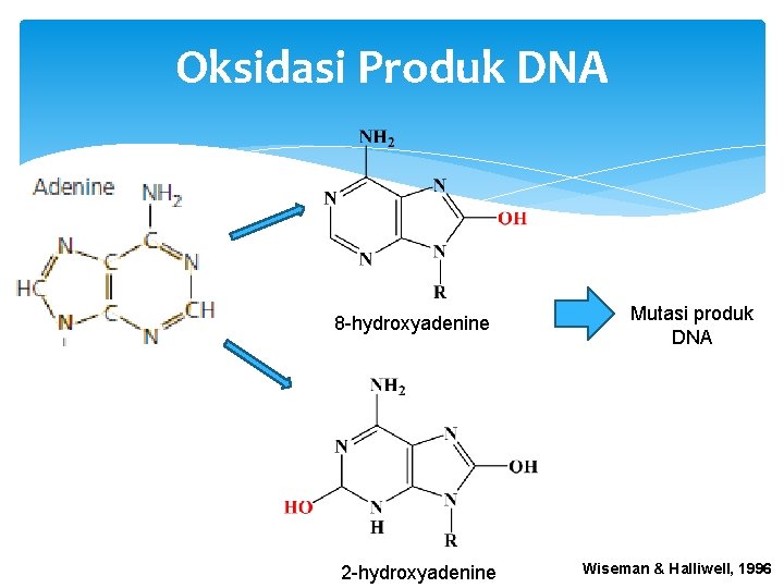 Oksidasi Produk DNA 8 -hydroxyadenine 2 -hydroxyadenine Mutasi produk DNA Wiseman & Halliwell, 1996