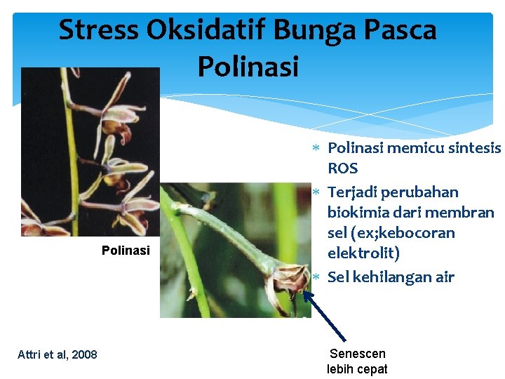 Stress Oksidatif Bunga Pasca Polinasi Attri et al, 2008 Polinasi memicu sintesis ROS Terjadi