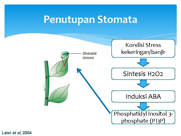 Penutupan Stomata Kondisi Stress kekeringan/banjir Sintesis H 2 O 2 Induksi ABA Phosphatidyl inositol