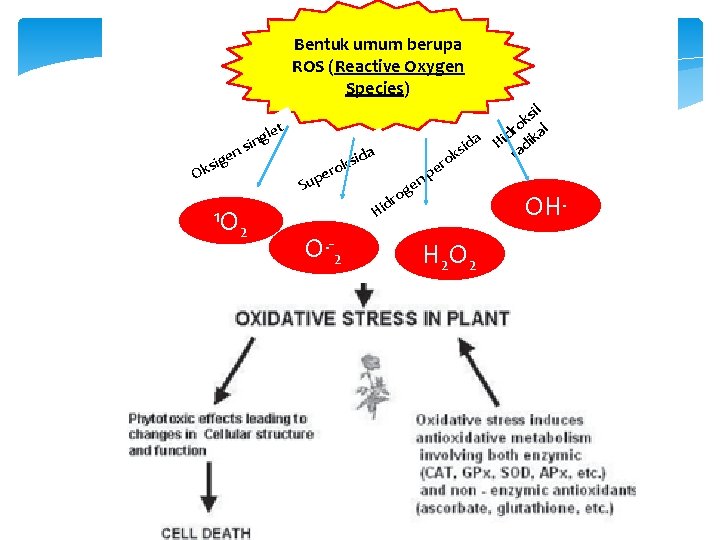 Bentuk umum berupa ROS (Reactive Oxygen Species) n ge i s k O 1