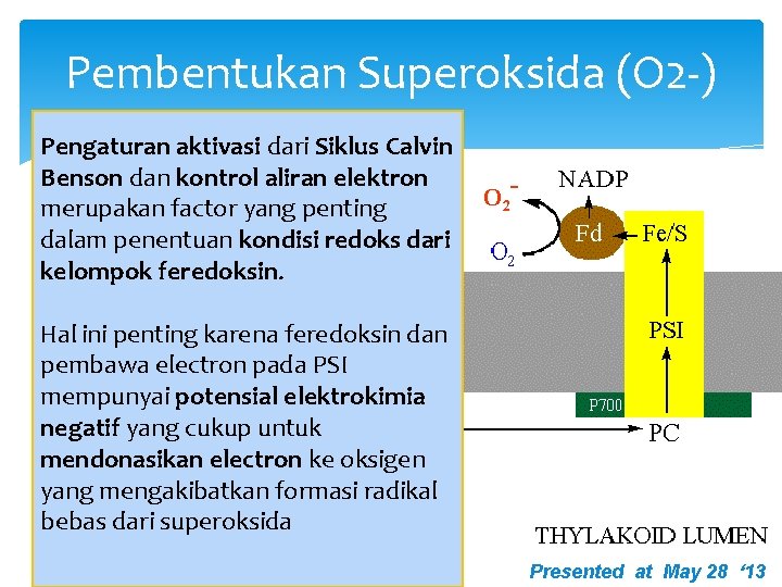 Pembentukan Superoksida (O 2 -) Pengaturan aktivasi dari Siklus Calvin Benson dan kontrol aliran