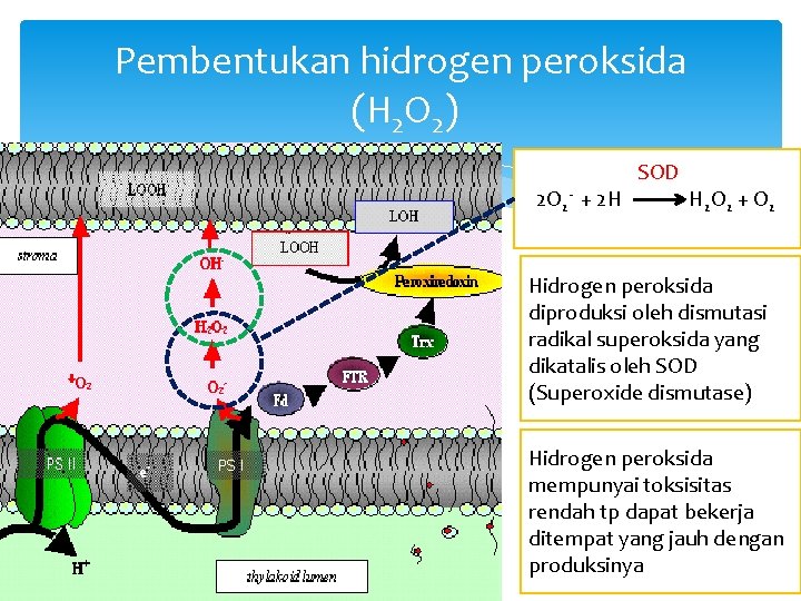 Pembentukan hidrogen peroksida (H 2 O 2) 2 O 2 - + 2 H