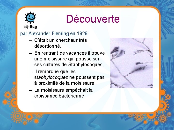 Découverte par Alexander Fleming en 1928 – C’était un chercheur très désordonné. – En