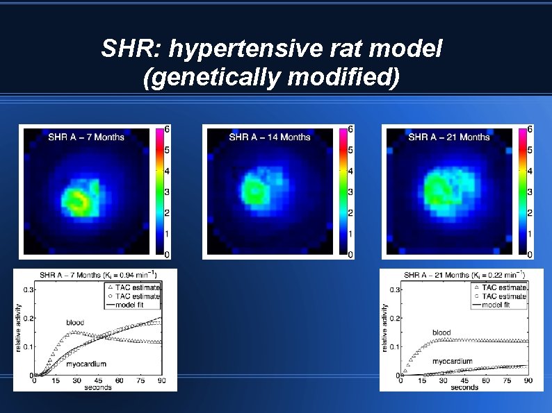 SHR: hypertensive rat model (genetically modified) 