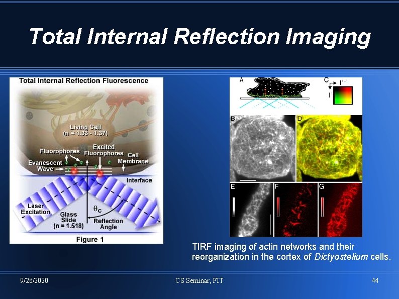 Total Internal Reflection Imaging TIRF imaging of actin networks and their reorganization in the