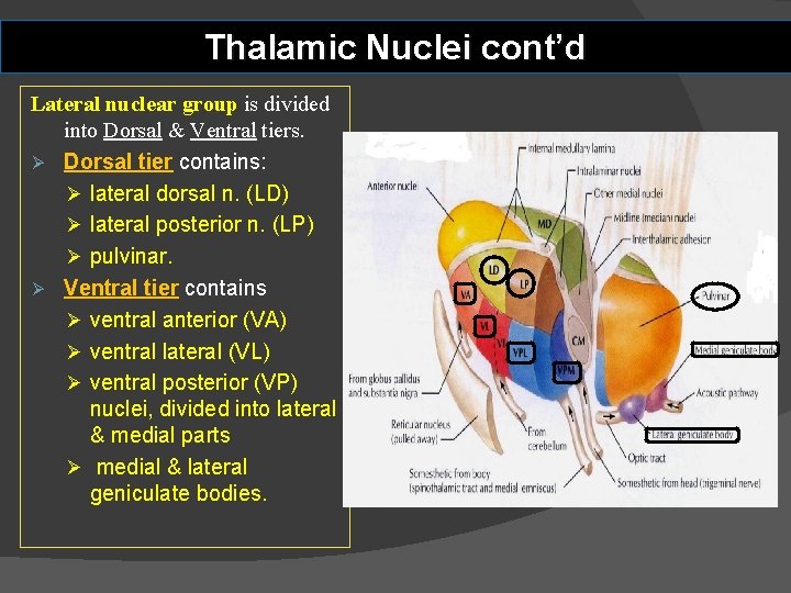 Thalamic Nuclei cont’d Lateral nuclear group is divided into Dorsal & Ventral tiers. Ø