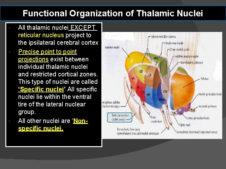 Functional Organization of Thalamic Nuclei All thalamic nuclei EXCEPT reticular nucleus project to the