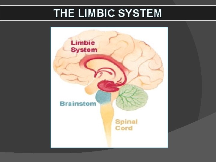 THE LIMBIC SYSTEM 