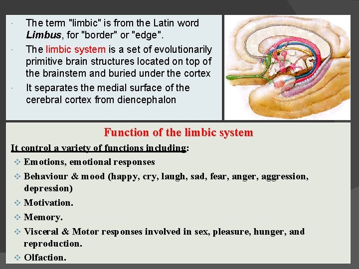  The term "limbic" is from the Latin word Limbus, for "border" or "edge".