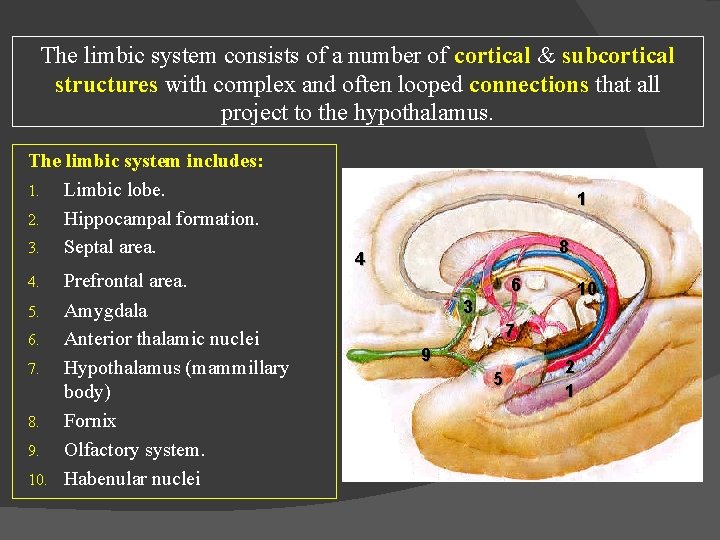 The limbic system consists of a number of cortical & subcortical structures with complex