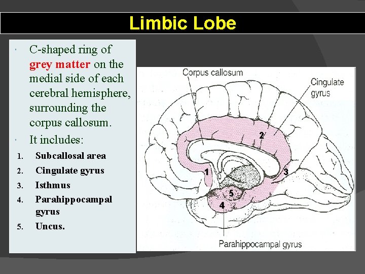 Limbic Lobe C-shaped ring of grey matter on the medial side of each cerebral