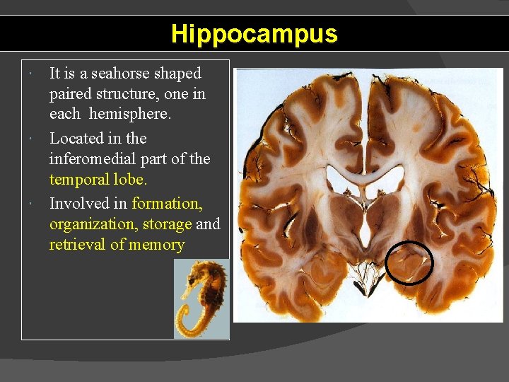Hippocampus It is a seahorse shaped paired structure, one in each hemisphere. Located in
