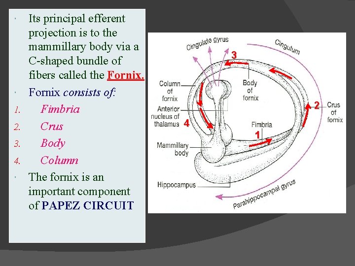  1. 2. 3. 4. Its principal efferent projection is to the mammillary body