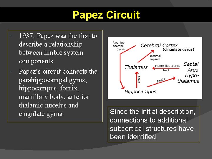 Papez Circuit 1937: Papez was the first to describe a relationship between limbic system