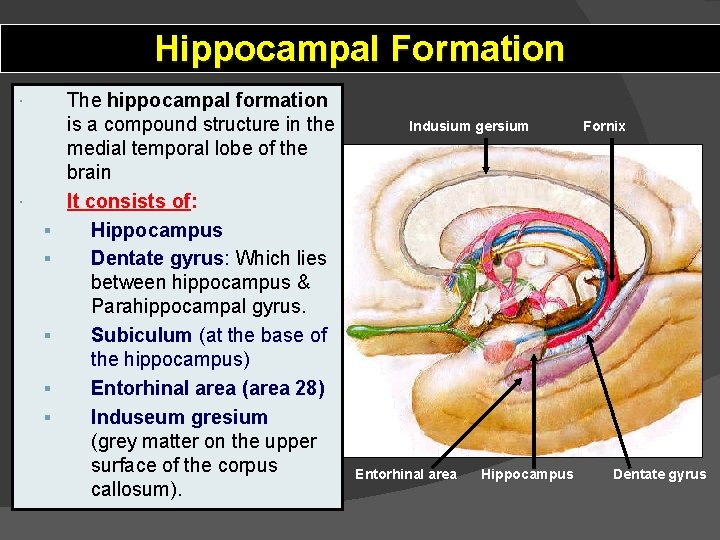 Hippocampal Formation § § § The hippocampal formation is a compound structure in the