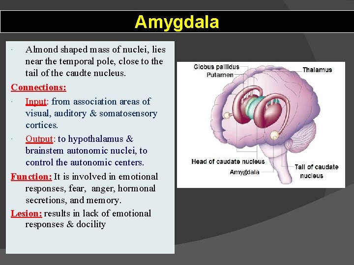 Amygdala Almond shaped mass of nuclei, lies near the temporal pole, close to the