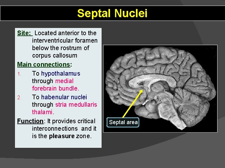 Septal Nuclei Site: Located anterior to the interventricular foramen below the rostrum of corpus