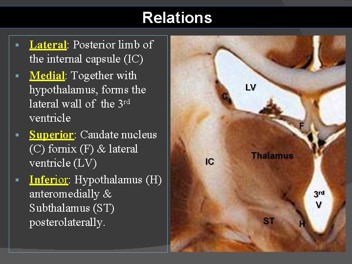 Relations Lateral: Posterior limb of the internal capsule (IC) § Medial: Together with hypothalamus,