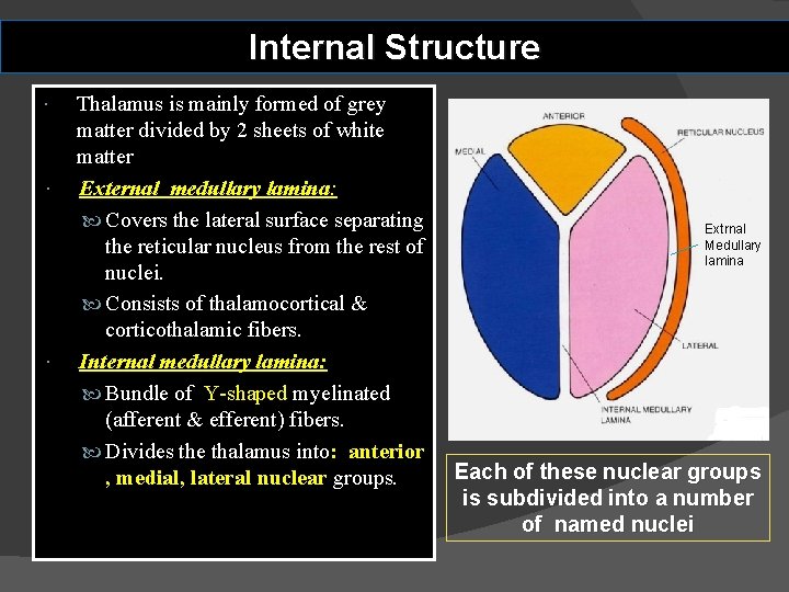 Internal Structure Thalamus is mainly formed of grey matter divided by 2 sheets of