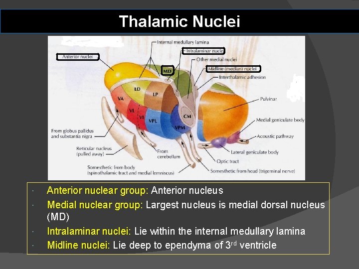 Thalamic Nuclei Anterior nuclear group: Anterior nucleus Medial nuclear group: Largest nucleus is medial