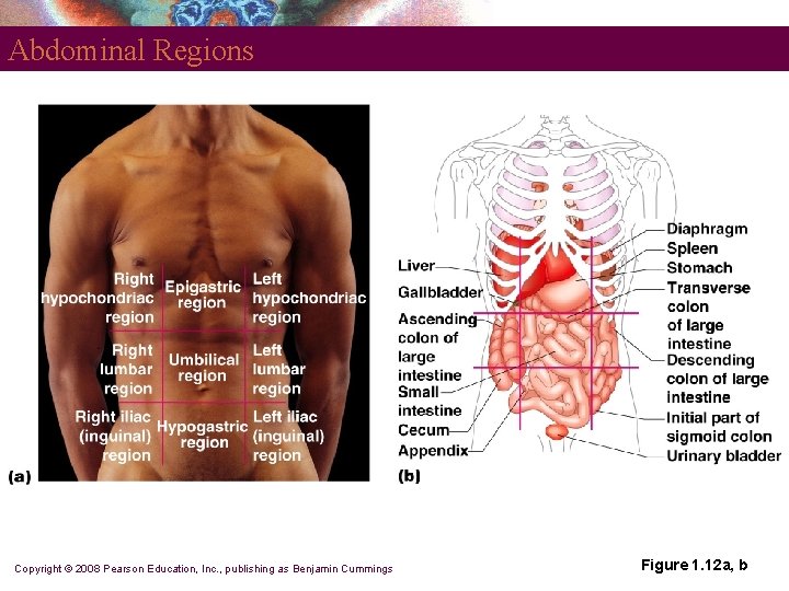 Abdominal Regions Copyright © 2008 Pearson Education, Inc. , publishing as Benjamin Cummings Figure