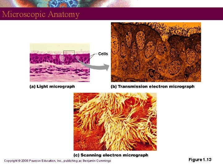 Microscopic Anatomy Copyright © 2008 Pearson Education, Inc. , publishing as Benjamin Cummings Figure