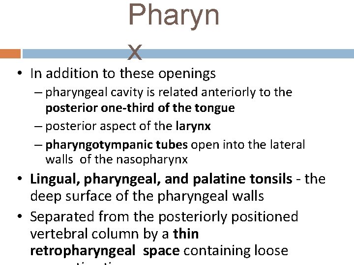 Pharyn x • In addition to these openings – pharyngeal cavity is related anteriorly