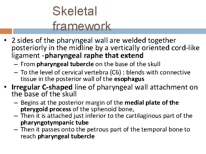 Skeletal framework • 2 sides of the pharyngeal wall are welded together posteriorly in