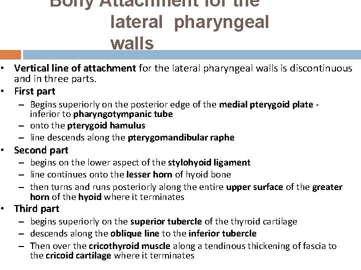 Bony Attachment for the lateral pharyngeal walls • Vertical line of attachment for the