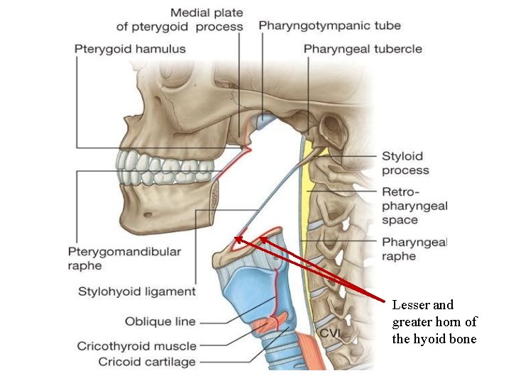 Lesser and greater horn of the hyoid bone 