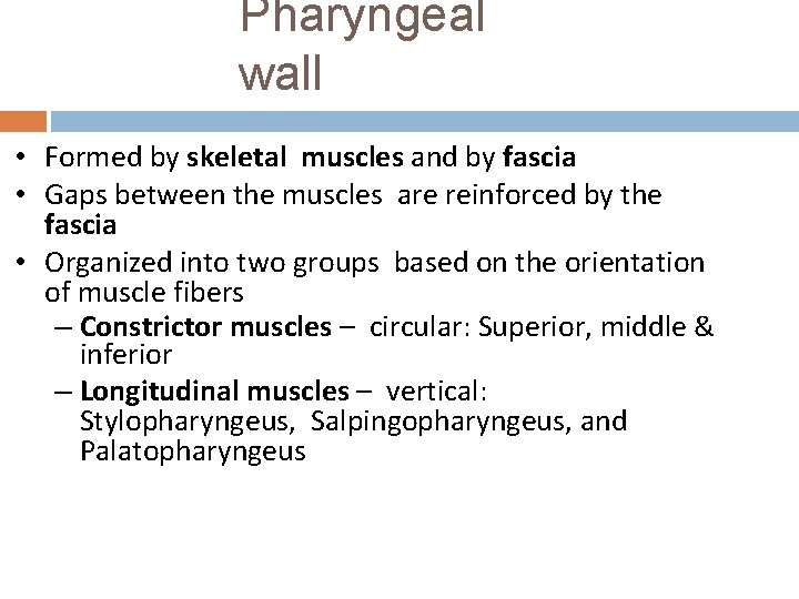 Pharyngeal wall • Formed by skeletal muscles and by fascia • Gaps between the