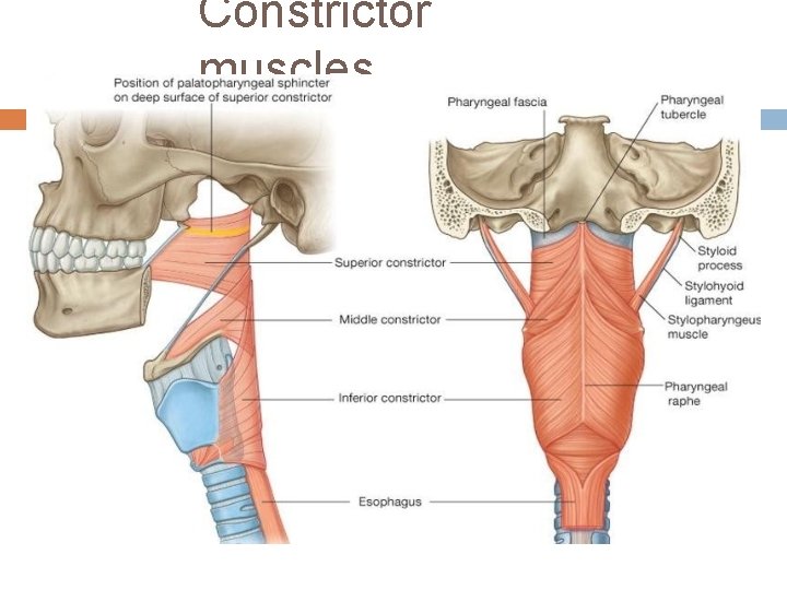 Constrictor muscles 