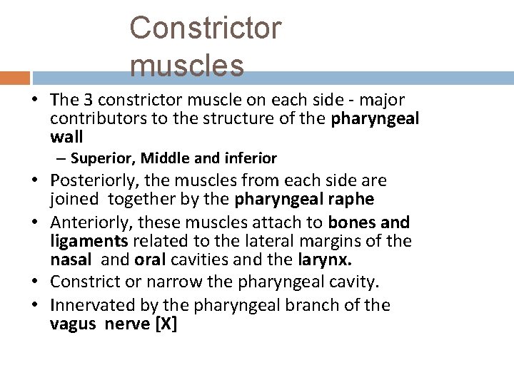 Constrictor muscles • The 3 constrictor muscle on each side - major contributors to