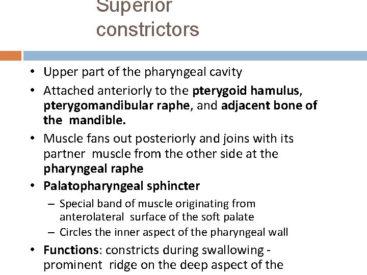 Superior constrictors • Upper part of the pharyngeal cavity • Attached anteriorly to the