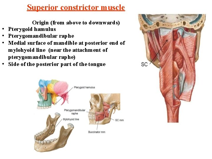 Superior constrictor muscle • • Origin (from above to downwards) Pterygoid hamulus Pterygomandibular raphe