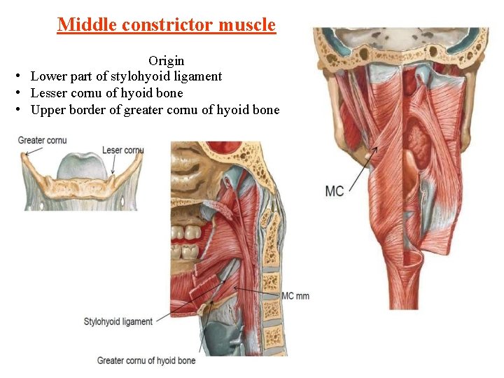 Middle constrictor muscle Origin • Lower part of stylohyoid ligament • Lesser cornu of