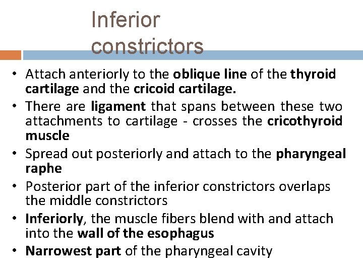 Inferior constrictors • Attach anteriorly to the oblique line of the thyroid cartilage and